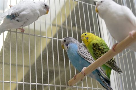 Is San Ramon parakeet seeking a divorce from her 7-year partner?